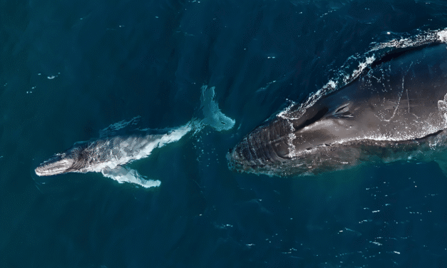 Humpback whales can give birth while migrating thousands of miles