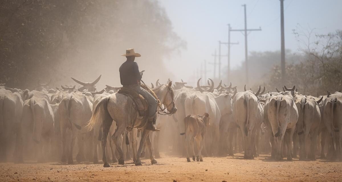 Explore the Pantanal, Brazil’s jaguar country, in photos
