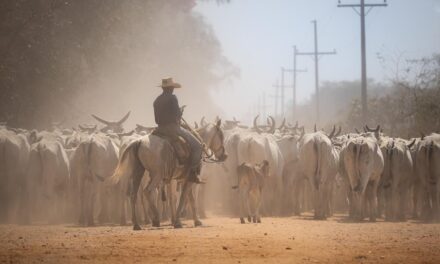 Explore the Pantanal, Brazil’s jaguar country, in photos