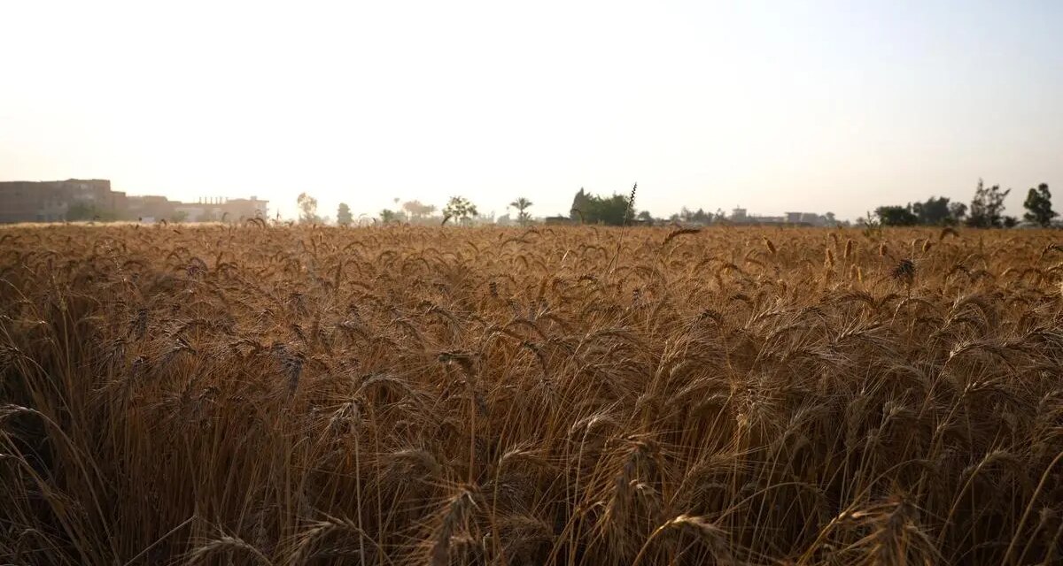 Wheat seen hitting record, allaying import fears