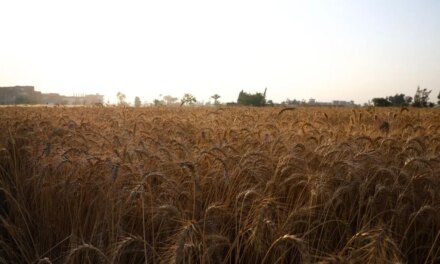 Wheat seen hitting record, allaying import fears