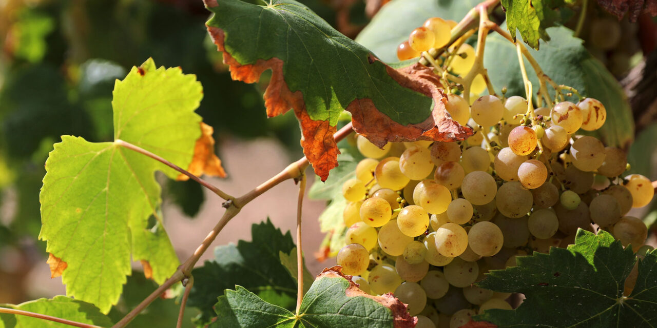 Top winemaker ‘may have to leave its Spanish vineyards due to climate crisis’