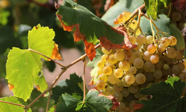 Top winemaker ‘may have to leave its Spanish vineyards due to climate crisis’