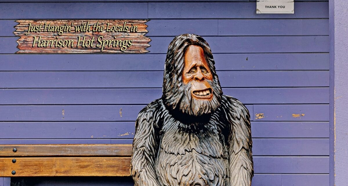 Is Sasquatch real? Many residents of Harrison Hot Springs would say yes