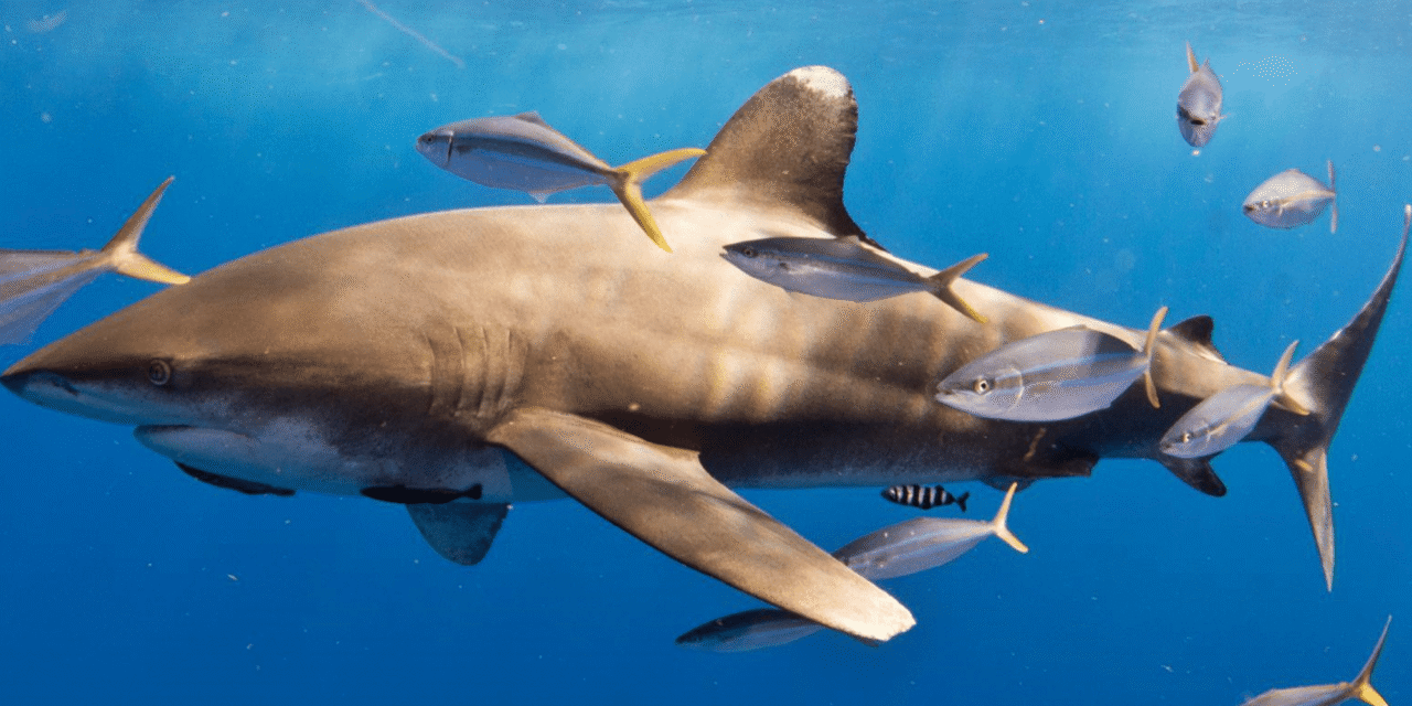 Sharks surprise scientists by sharing a meal