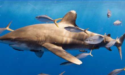 Sharks surprise scientists by sharing a meal