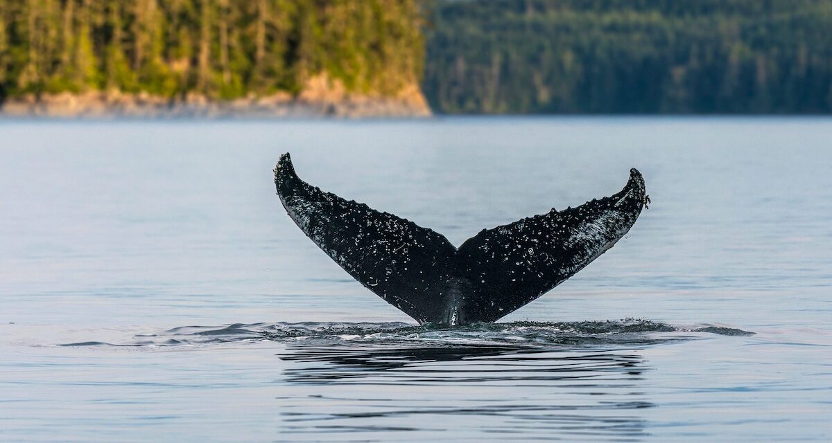 Is Vancouver Island’s Pacific Rim Whale Festival the best place to see grey whales?