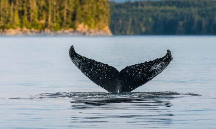 Is Vancouver Island’s Pacific Rim Whale Festival the best place to see grey whales?