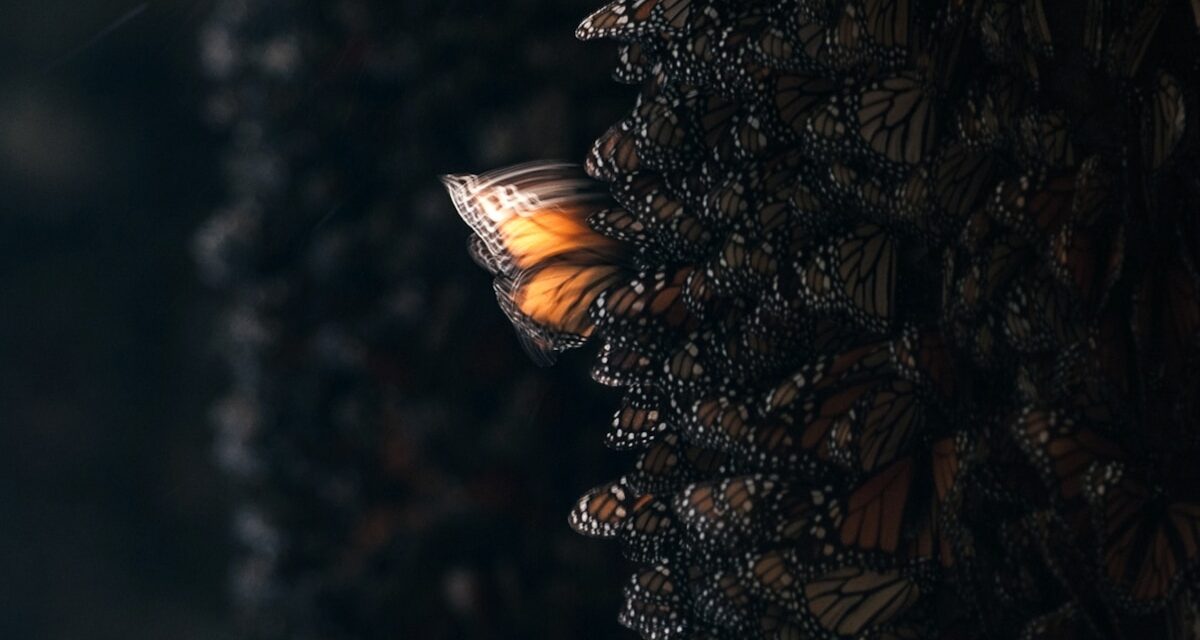 The butterfly effect is a real phenomenon—but not how you think