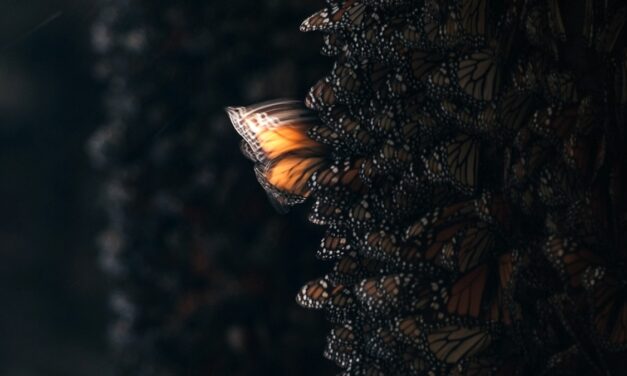 The butterfly effect is a real phenomenon—but not how you think