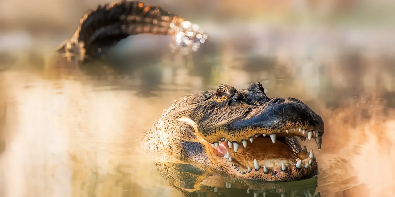 Something more toxic than gators is hiding in the swamps