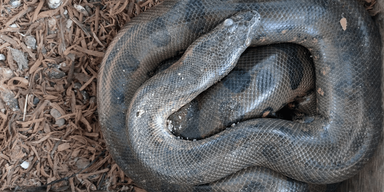 Q&A: How anacondas, chickens, and locals may be able to coexist in the Amazon