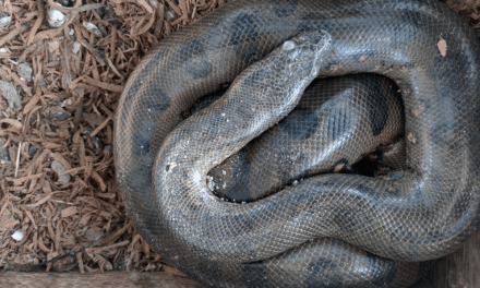 Q&A: How anacondas, chickens, and locals may be able to coexist in the Amazon