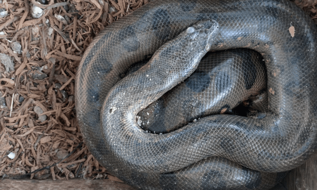 Q&A: How anacondas, chickens, and locals may be able to coexist in the Amazon