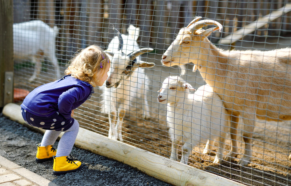 You May Think Animals Are More Human-Like Because of Your Social Life