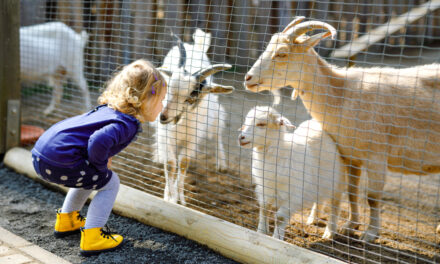 You May Think Animals Are More Human-Like Because of Your Social Life