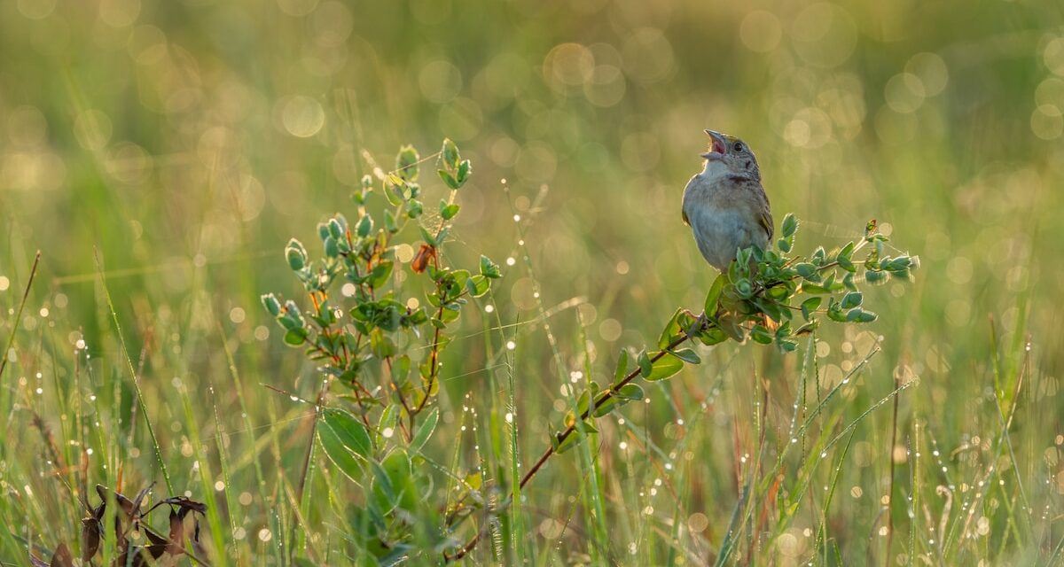 The unlikely comeback of America’s most endangered songbird