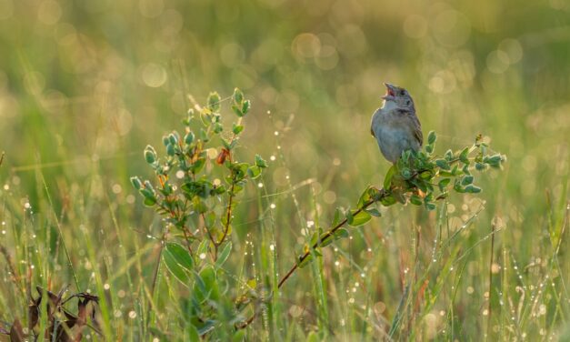 The unlikely comeback of America’s most endangered songbird