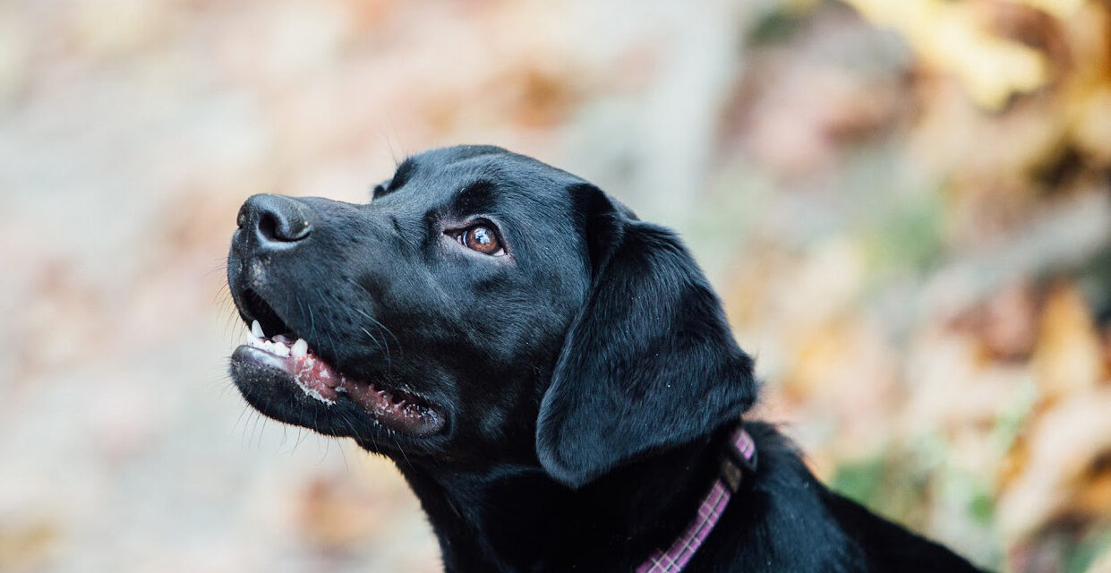 The best dog vitamins to keep your pooch healthy