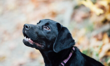 The best dog vitamins to keep your pooch healthy