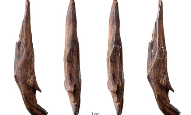 Ancient wooden tools show human ancestors ate their veggies