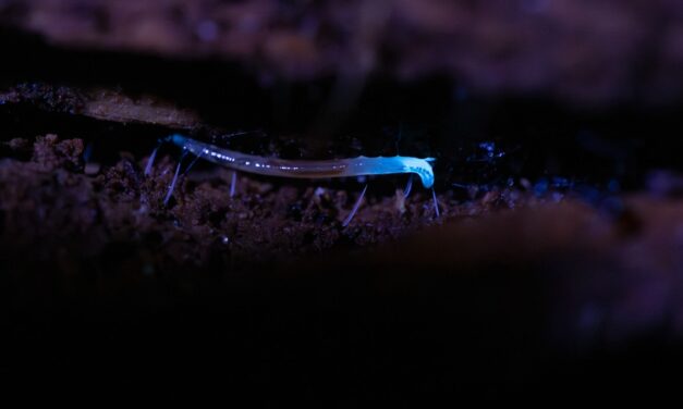 These elusive insects glow electric blue—and are only found in Appalachia