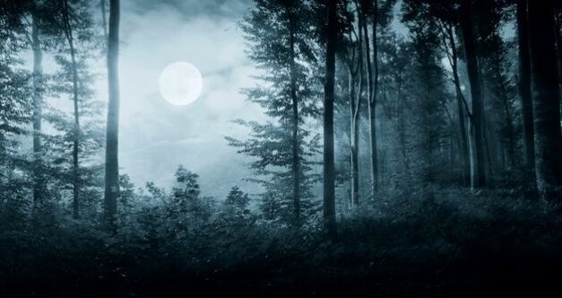 10 Unsettling Encounters to Make You Reconsider Entering the Woods