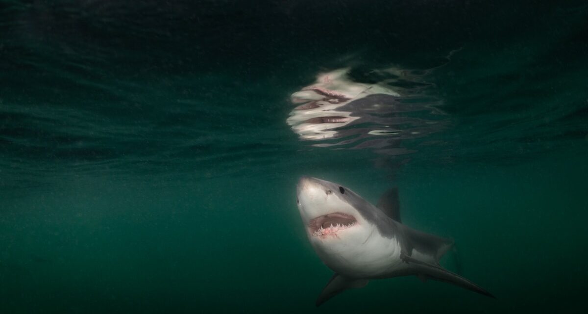 Great white shark photographed underwater for first time ever near Maine