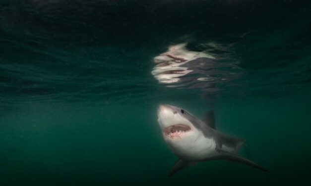 Great white shark photographed underwater for first time ever near Maine