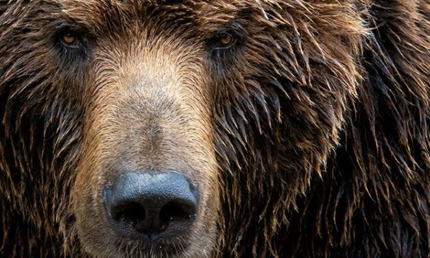 NCSC exposes Fancy Bear’s Authentic Antics malware attacks