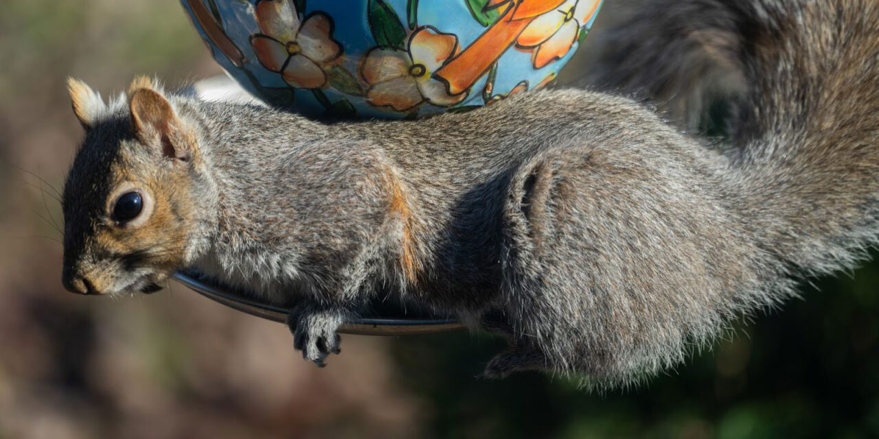 How to keep squirrels out of bird feeders