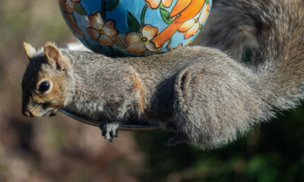 How to keep squirrels out of bird feeders