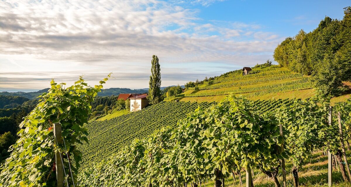 Everything you need to know about Austrian wine