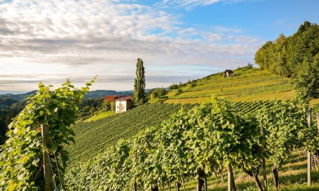Everything you need to know about Austrian wine