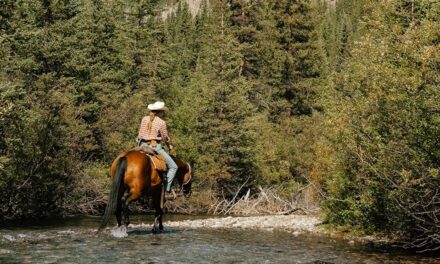 Trace the backcountry trails of Banff National Park on horseback
