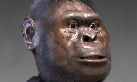 Australopithecus Males Were Much Larger than Females, Paleoanthropologist Says