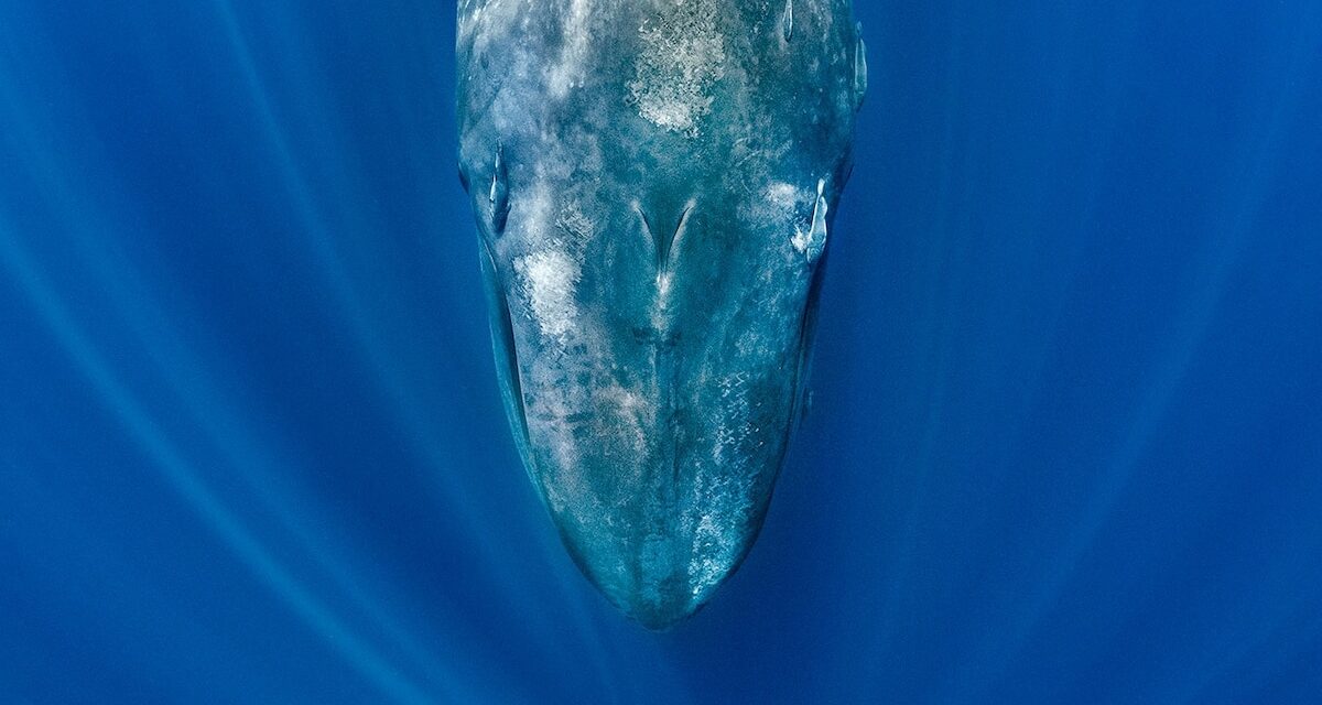 Blue whales are going eerily silent—and scientists say it’s a warning sign