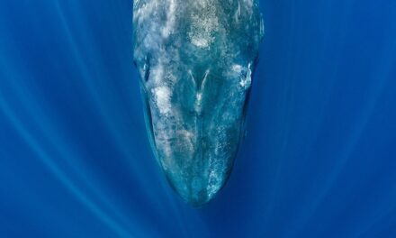 Blue whales are going eerily silent—and scientists say it’s a warning sign
