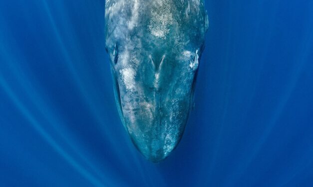 Blue whales are going eerily silent—and scientists say it’s a warning sign