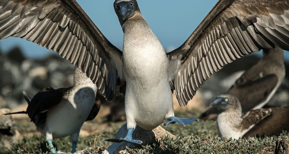 To see iconic wildlife without the crowds, visit ‘Little Galápagos’ instead