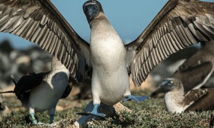 To see iconic wildlife without the crowds, visit ‘Little Galápagos’ instead