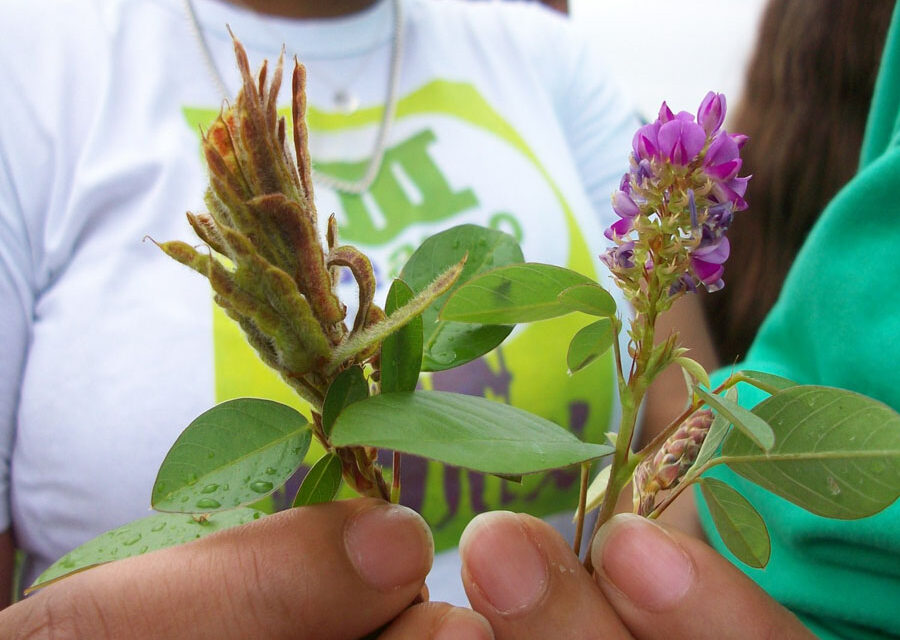 Little-known leguminous plant can increase beef production by 60% (2022)