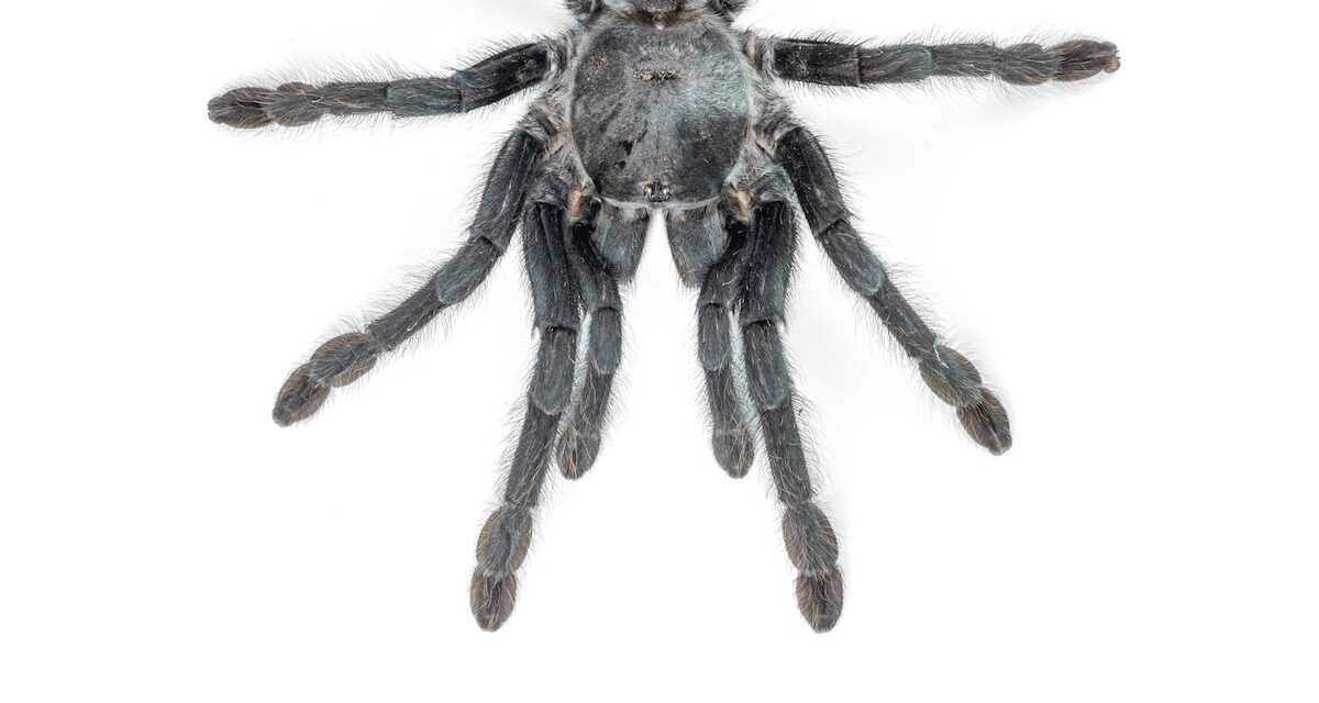 These tarantulas may have evolved huge genitalia to fend off bloodthirsty females