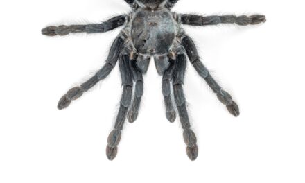 These tarantulas may have evolved huge genitalia to fend off bloodthirsty females