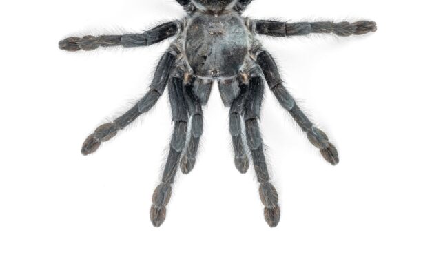 These tarantulas may have evolved huge genitalia to fend off bloodthirsty females
