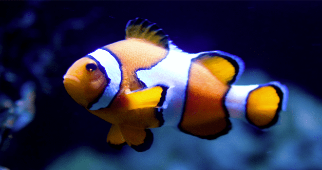10 Incredible Animals That Can Switch Their Sex