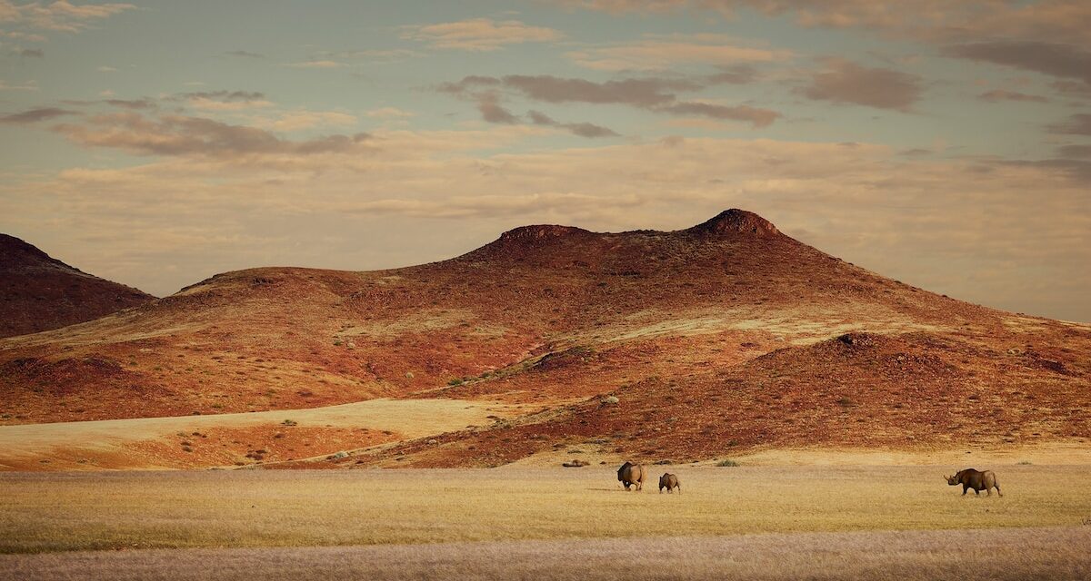 Tracking Namibia’s desert rhinos in the storms of a decade
