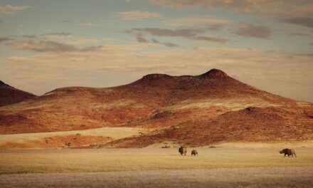 Tracking Namibia’s desert rhinos in the storms of a decade