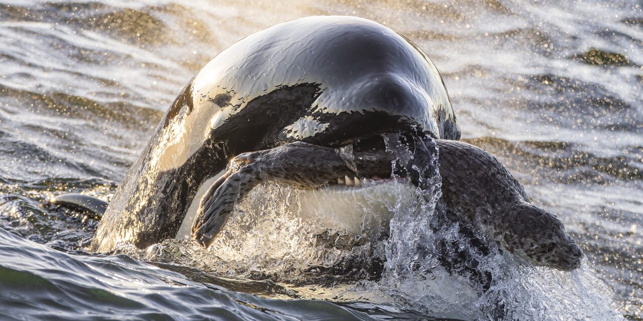 16 breathtaking images from the 2025 Ocean Photographer of the Year contest