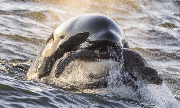 16 breathtaking images from the 2025 Ocean Photographer of the Year contest